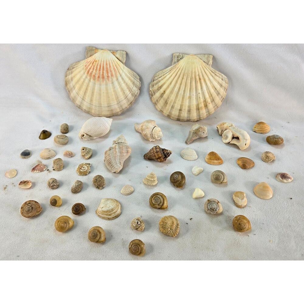 Seashell Lot 50 Mollusk Scallop Conch Clam Rock Snail 1" to 6" Crafts Collector
